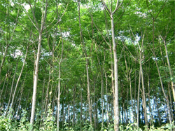 Gỗ Xoan Đào là gì? Nguồn gốc xuất xứ cây Xoan Đào? Ứng dụng gỗ Xoan Đào trong nội thất